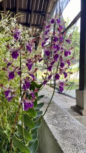 <i>Dendrobium</i> Simon Tan
