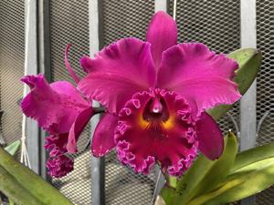 Rhyncholaeliocattleya Shang Ding Red Dragon