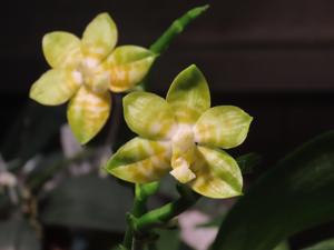 Phalaenopsis Yaphon Yellow Bomb