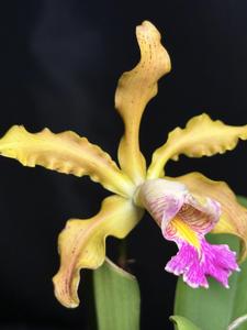 Myrmecocattleya Matt Rinder