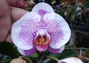 Phalaenopsis Da Shang Pink Freckles