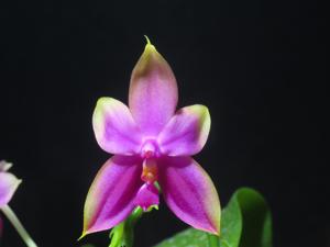 <i>Phalaenopsis</i> Yaphon Yuppie