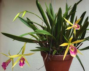 Rhynchobrassoleya Robert and Jenny Gay