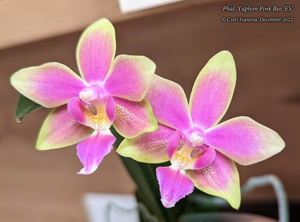 Phalaenopsis Yaphon Pink Bee