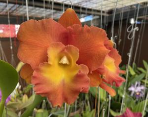Rhyncholaeliocattleya Star of Siam