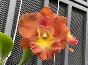 Rhyncholaeliocattleya Star of Siam