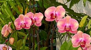 <i>Phalaenopsis</i> Lianher Papaya