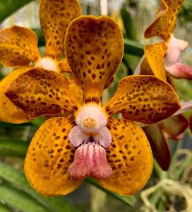 <i>Vanda</i> Dariel Gonzalez