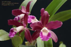<i>Cattlianthe</i> Graf's Guayoyo