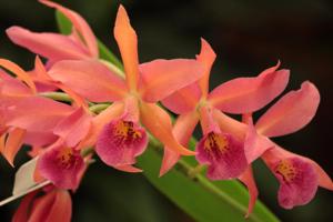 Brassocatanthe Playa Cuyagua