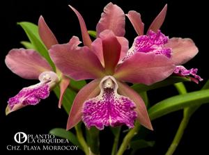 Cahuzacara Playa Morrocoy