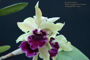<i>Rhyncholaeliocattleya</i> Graf's Anochecer