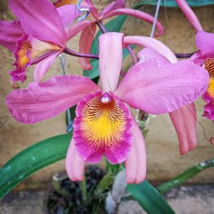 <i>Laeliocatanthe</i> Graf's Tucan