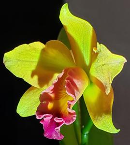 <i>Rhyncholaeliocattleya</i> Blue Ridge Sunrise