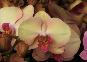 <i>Phalaenopsis</i> OX Little Beauty