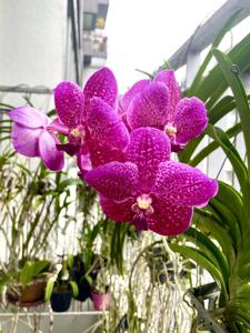 Vanda Suan Tang