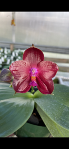 Phalaenopsis Pylo's Joey