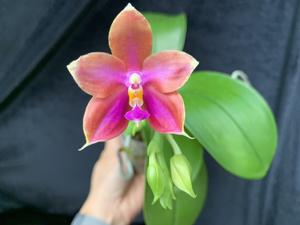 Phalaenopsis Pylo's Fox