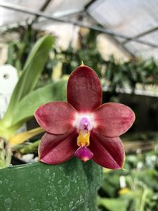 <i>Phalaenopsis</i> Yin's Kaiulani Passion
