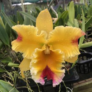 Rhyncholaeliocattleya Chelsea Alward