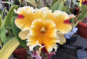 Rhyncholaeliocattleya Chelsea Alward