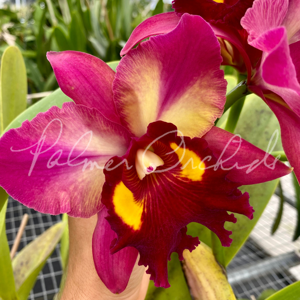 Rhyncholaeliocattleya Kyla Kobayashi