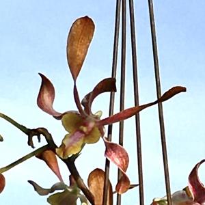 Dendrobium Sally Koh Siew Aye