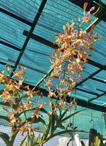 Dendrobium Sally Koh Siew Aye