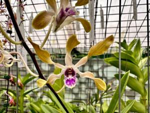 Dendrobium Sally Koh Siew Aye