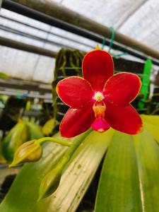 Phalaenopsis Teo Hui Ping