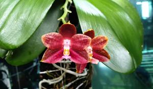 Phalaenopsis YangYang Prince