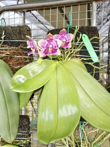 Phalaenopsis Teo Hui Ping