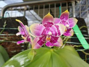 Phalaenopsis Teo Hui Ping