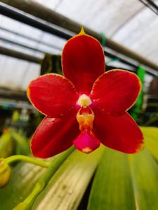 Phalaenopsis Teo Hui Ping