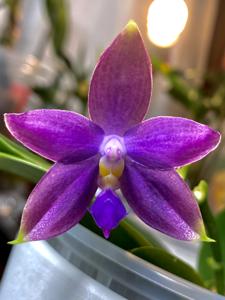 Phalaenopsis YangYang Blue Angel