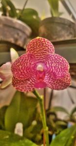 <i>Phalaenopsis</i> YangYang Lovely Zebra