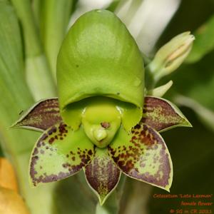 Catasetum Lata Laxman