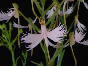 Habenaria Raingreen's Ice Bird