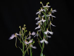 Habenaria Raingreen's Ice Bird
