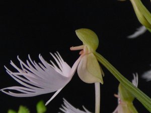 Habenaria Raingreen's Ice Bird