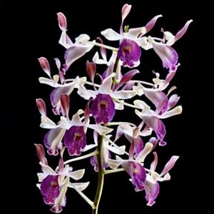 <i>Dendrobium</i> Yip Pin Xiu