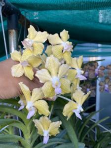 Vanda Nancy Bloomfield