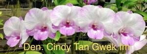 <i>Dendrobium</i> Cindy Tan Gwek Im