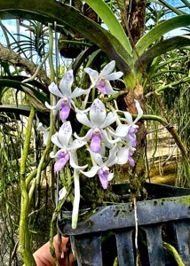 Vandachostylis TSS Taiwan Gandharva
