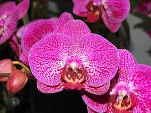 Phalaenopsis I-Hsin Maurice