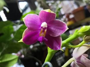 <i>Phalaenopsis</i> Lyndon Coral Reverie