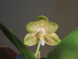 <i>Phalaenopsis</i> YangYang Super Bomb