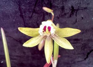 <i>Dendrobium</i> Grumpy Tamara
