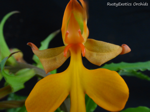 Habenaria Oriole