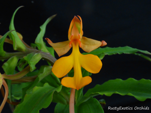 Habenaria Oriole